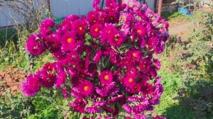 Резать или подождать?Бабье лето задержалось, 🥰🥰🥰