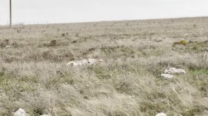 Норман. 18.11.25