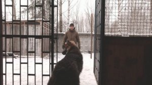 Коррекция гиперактивного поведения (учим собаку спокойно находиться в вольере)