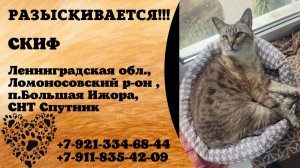 Пропал кот! СКИФ. Ленинградская обл., Ломоносовский р-н, п.Большая Ижора.