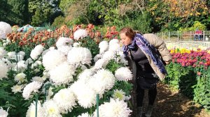 Никитский ботанический сад -Танго хризантем