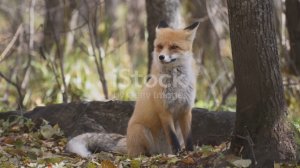 Удивительные факты о лисах