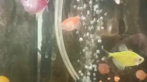 аквариумные рыбки. Тернеция гло.