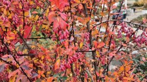 Куст Барбариса в ноябре.