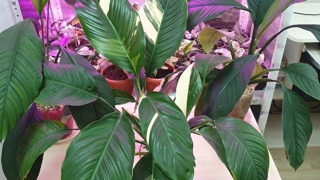 спатифиллумы в минеральном субстрате смотреть онлайн