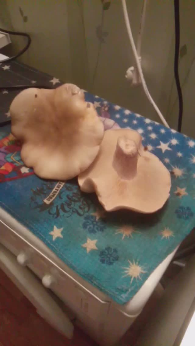 Грибы рядовка готовлю для подписчиков