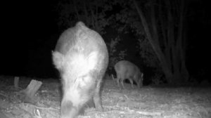 Видео фото ловушки