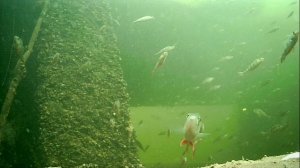 1000004663.mp4Волга гл.2м.18.11.2025г.