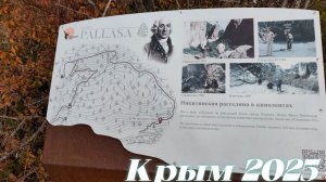 Торопа Палласа  спуск у Никитской расселины. к трассе Ялта Алушта Крым 2025
