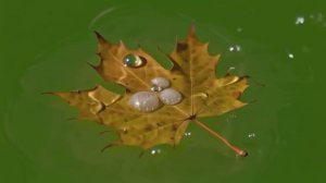 Лист на воде