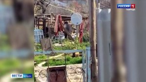 ВЕСТИ КРЫМ: выпуск 18.11.2025 09:30