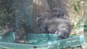 Гориллы: Простой распорядок жизни. Сложные отношения в группе    1000041452.mp4