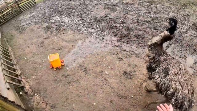 Масштабное пополнение в хозяйстве ! Машина сломалась ! ХУТОР В ЛЕСУ №878 смотреть онлайн