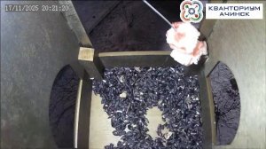 КВАНТОРИУМ АЧИНСК | Прямая трансляция из скворечника