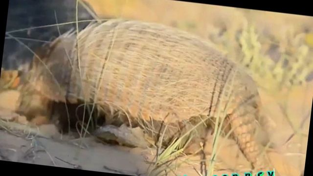 Броненосец смотреть онлайн