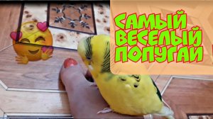 САМЫЙ ВЕСЕЛЫЙ РУЧНОЙ ПОПУГАЙ! Веселые игры попугая!
