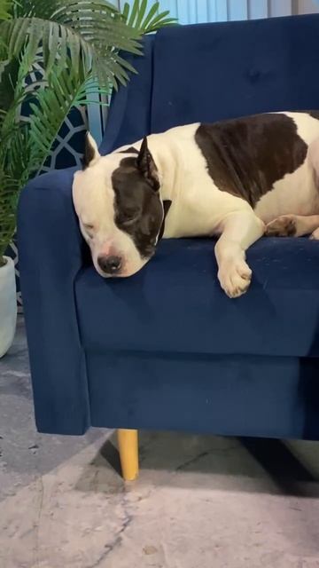 Закулисье «Давай поженимся» смотреть онлайн