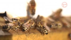 🍯 Пчеловоды Уссурийского округа готовят своих подопечных к зиме