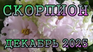 СКОРПИОН таро прогноз на ДЕКАБРЬ 2025 года.