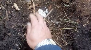 *"™Правильная посадка чеснока ®"*