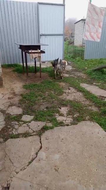 Скоро " бубенчиков" не будет и мир да спокойствие в прайде воцарится