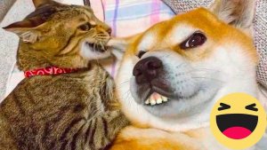 Смешные животные Я РЖАЛ ДО СЛЕЗ ЛУЧШИЕ ПРИКОЛЫ  С КОТАМИ И СОБАКАМИ