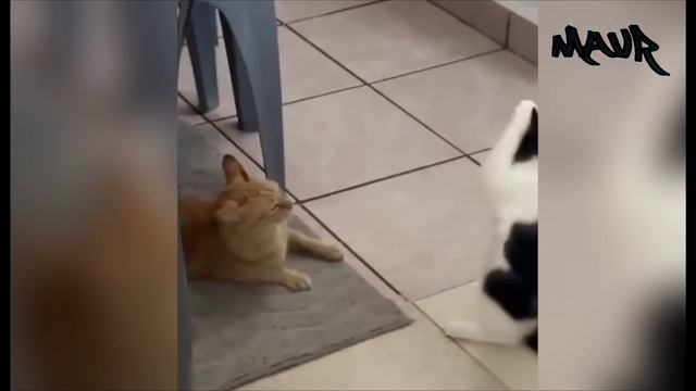 277 уморительных моментов с кошками и собаками 2025 года😼🐶Постарайтесь не смеяться