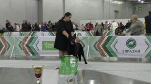 Элита Урала Шаман