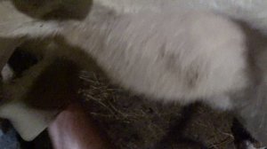 Одновременная дойка тремя аппаратами .