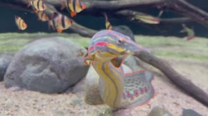 США, Лос-Анджелес: цветные угри и барбусы в "Аквариумной комнате"