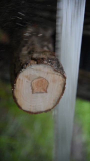 Silky Katanaboy 650 двумя руками. Пилим десять сантиметров.