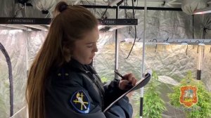 Подмосковные полицейские задержали наркоагронома, выращивавшего с целью сбыта коноплю в своём доме