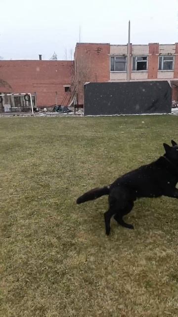 Буч и мяч😂 смотреть онлайн