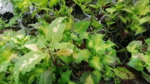 Какой результат черенкования колеусов 🌸🤓