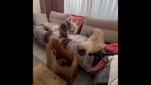 Что купила в ИКЕА? Распаковка😂