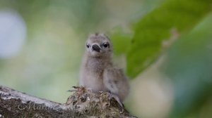 Cousine Island Resort Seychelles