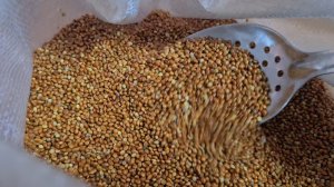 Ейск🌹Просо для Марии,  или нет?  Дороги на Таманской... Море - осенний релакс