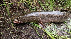 Ловля змееголова