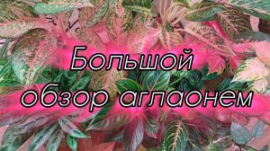 Комнатные растения🌺🌿🌺🌿🌺  Обзор коллекции моих аглаонем🤗❤️