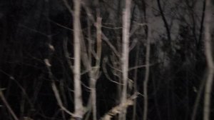 В лесу: Хазин начал рассказывать про социализм. Почему социалистические идеи в России щ закрыты 🤔