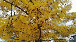 Это лиственница золотая