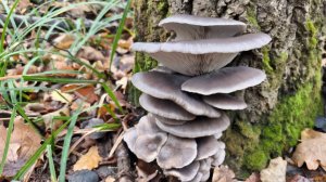 СКАЗОЧНАЯ ОСЕНЬ!!! В каждом лесу грибы. Сбор грибов в ноябре