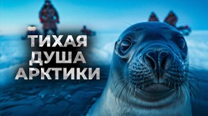 НЕРПА: главный хитрец Арктики. Как она обманывает врагов и выживает в аду льдов