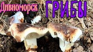 Грибы Дивноморск Геленджикский район