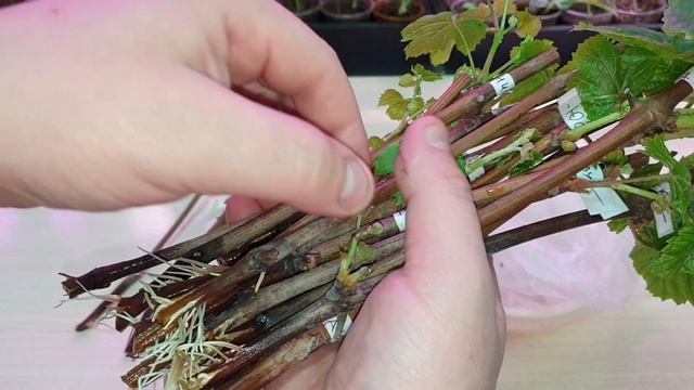укоренить черенки винограда легко смотреть онлайн