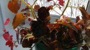 Размножение вечноцветущей бегонии. Способы размножения, черенкование