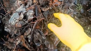 Через три недели. Вермикомпост или  Иванова зажигалка?