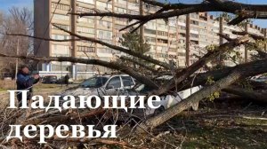 Из-за сильно ветра в ЛНР упали старые деревья