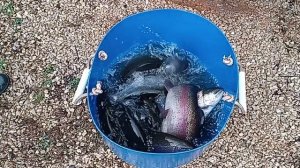 Forest Fishing 18.11.25