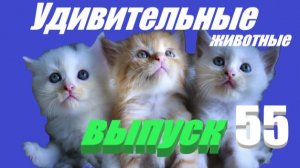 Смешные котики #юмор #развлечения